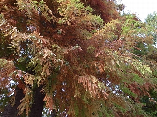 2020117132032.jpg